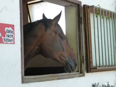 Tierischer Zuschauer. 