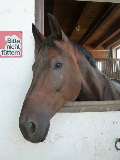 Das Pferd lauschte dem Treiben.